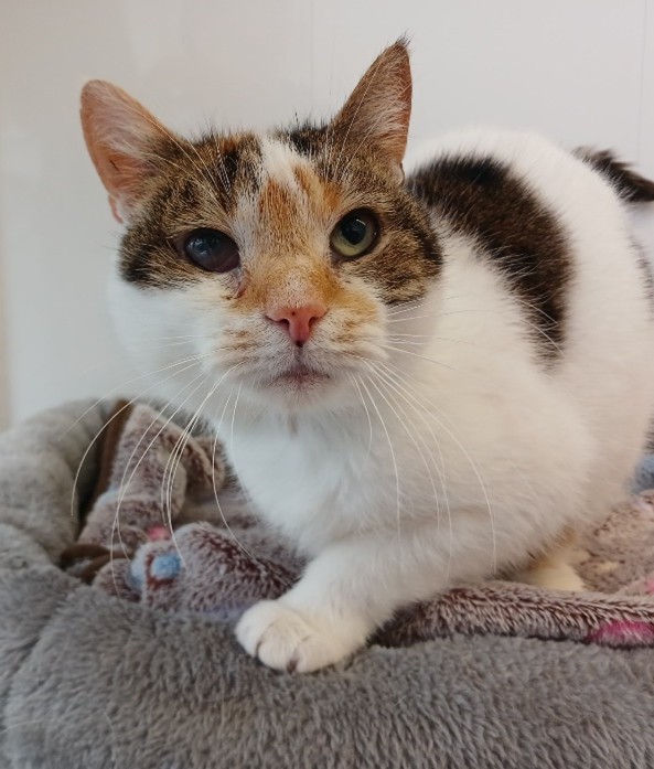 Adoptable cat at Pennine Pen Animal Rescue in Manchester, UK