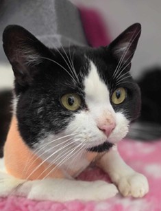 Adoptable cat at Pennine Pen Animal Rescue in Manchester, UK
