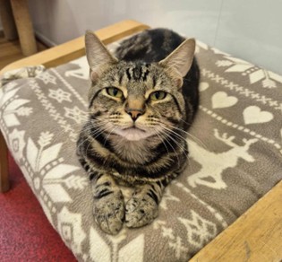 Adoptable cat at Pennine Pen Animal Rescue in Manchester, UK