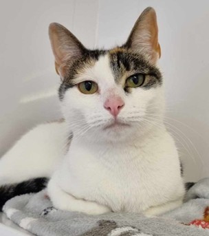 Adoptable cat at Pennine Pen Animal Rescue in Manchester, UK