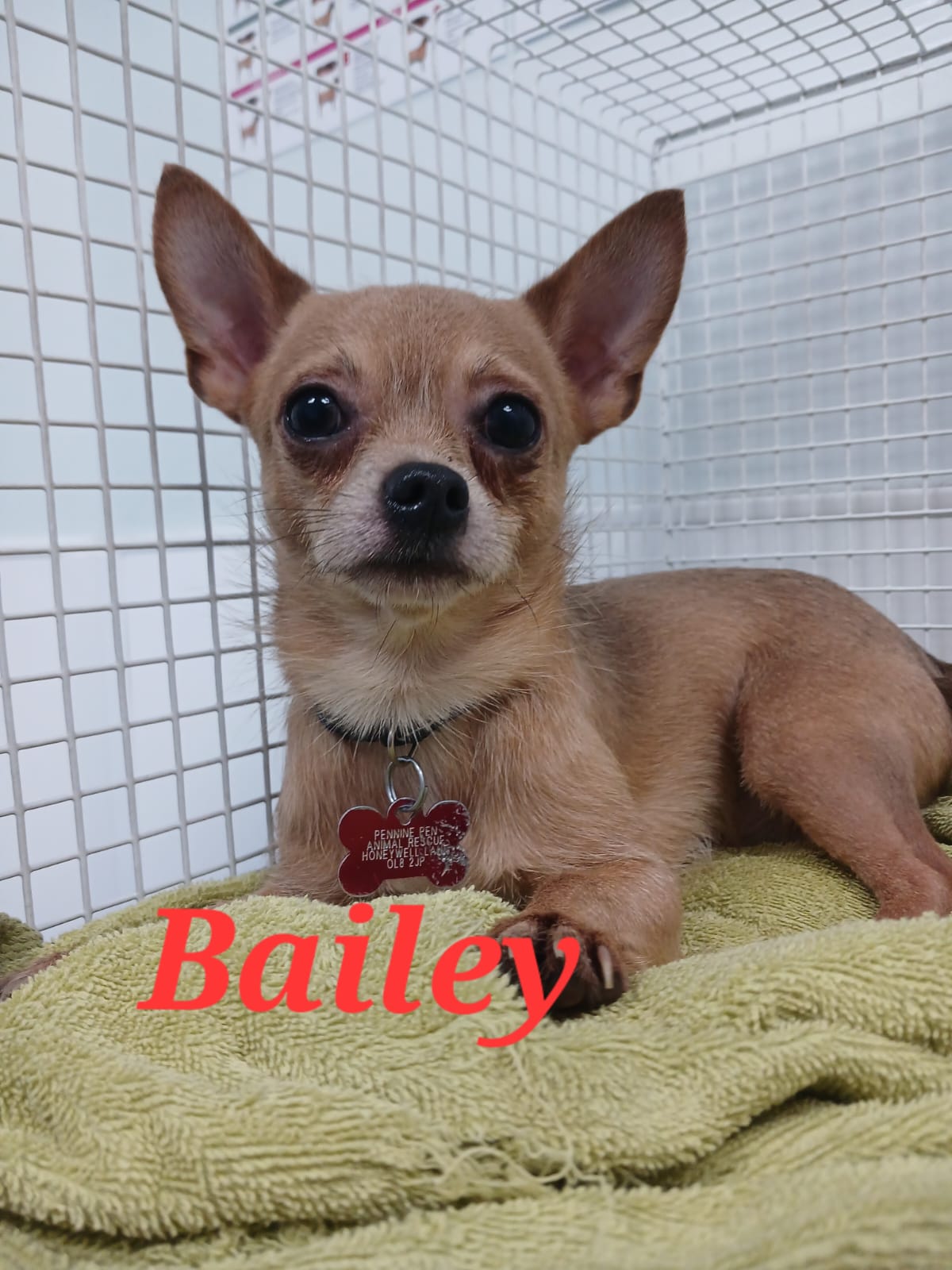 Adoptable dog at Pennine Pen Animal Rescue in Manchester, UK