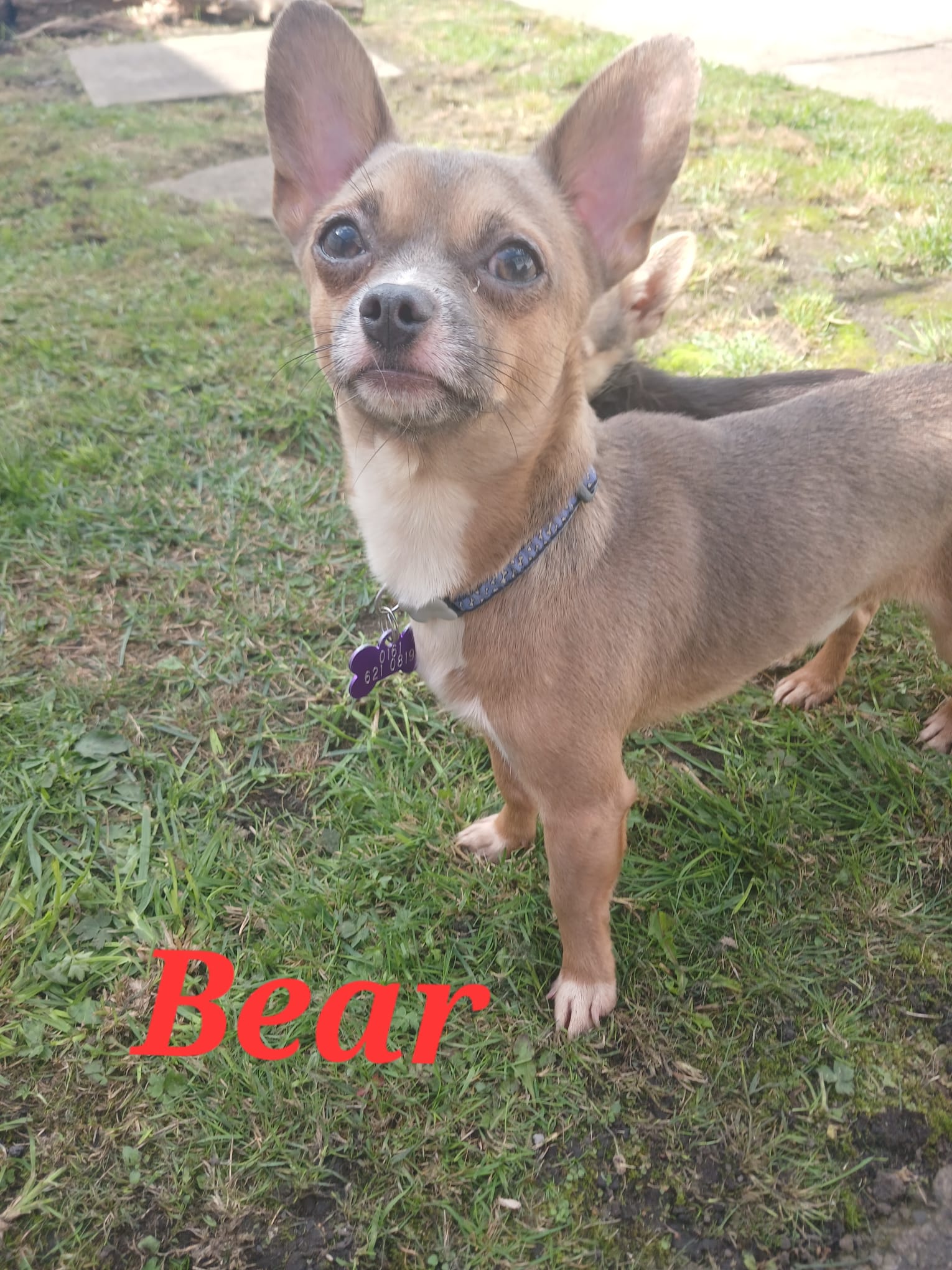 Adoptable dog at Pennine Pen Animal Rescue in Manchester, UK