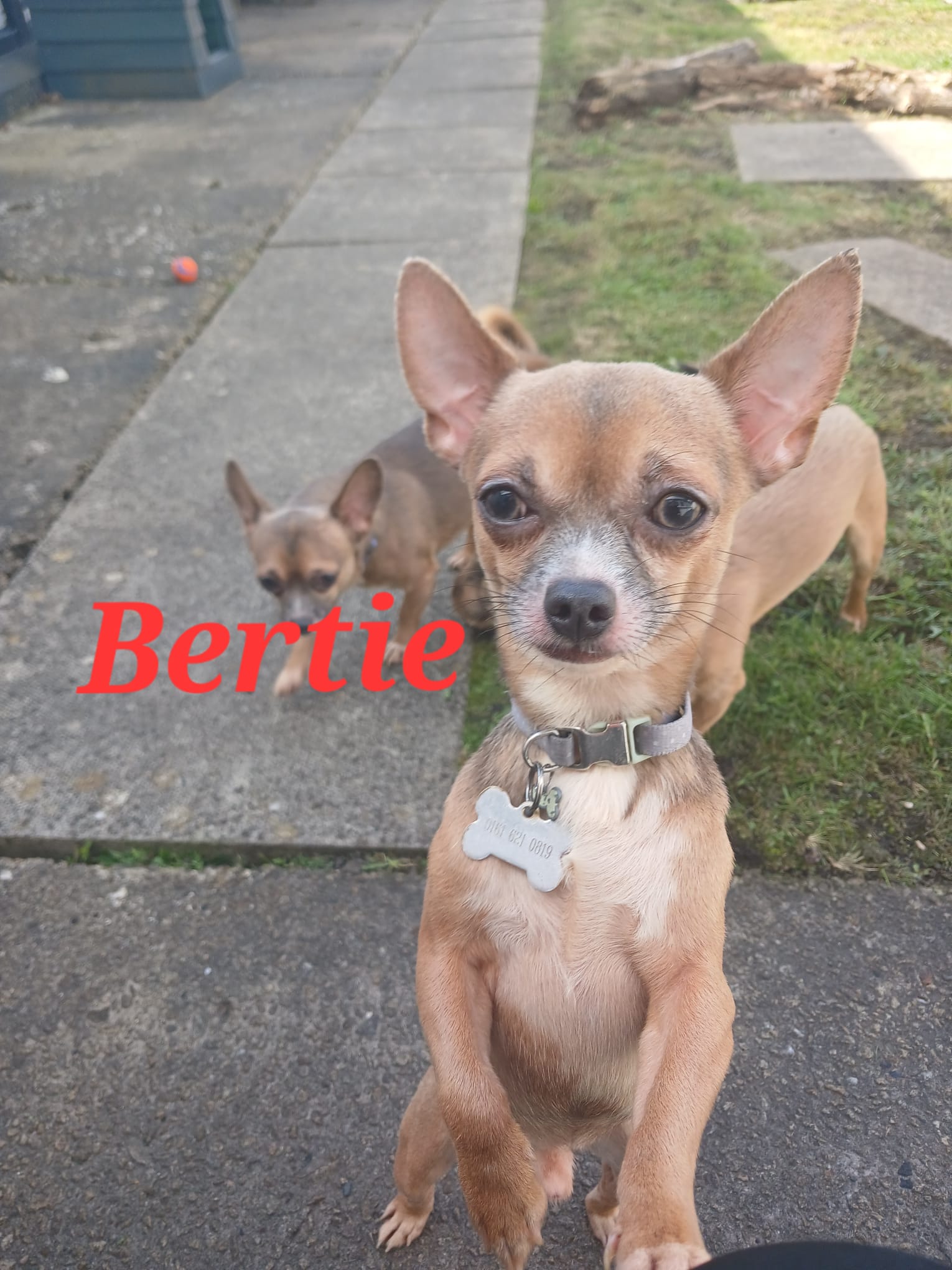 Adoptable dog at Pennine Pen Animal Rescue in Manchester, UK