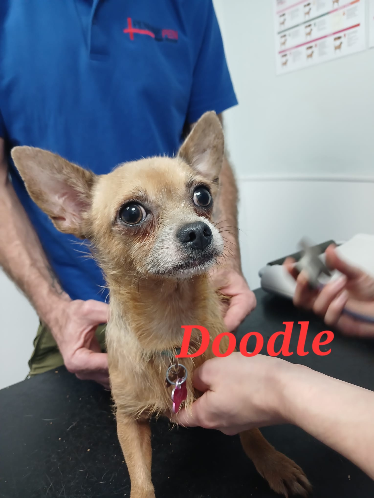 Adoptable dog at Pennine Pen Animal Rescue in Manchester, UK