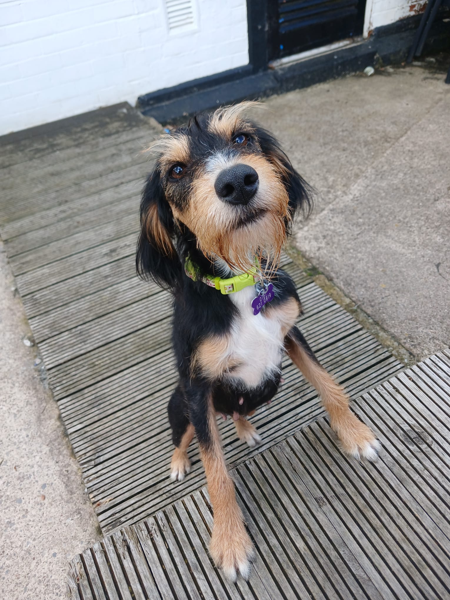 Adoptable dog at Pennine Pen Animal Rescue in Manchester, UK