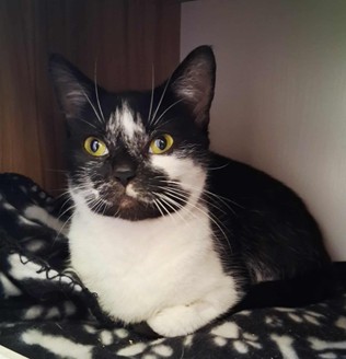 Adoptable cat at Pennine Pen Animal Rescue in Manchester, UK