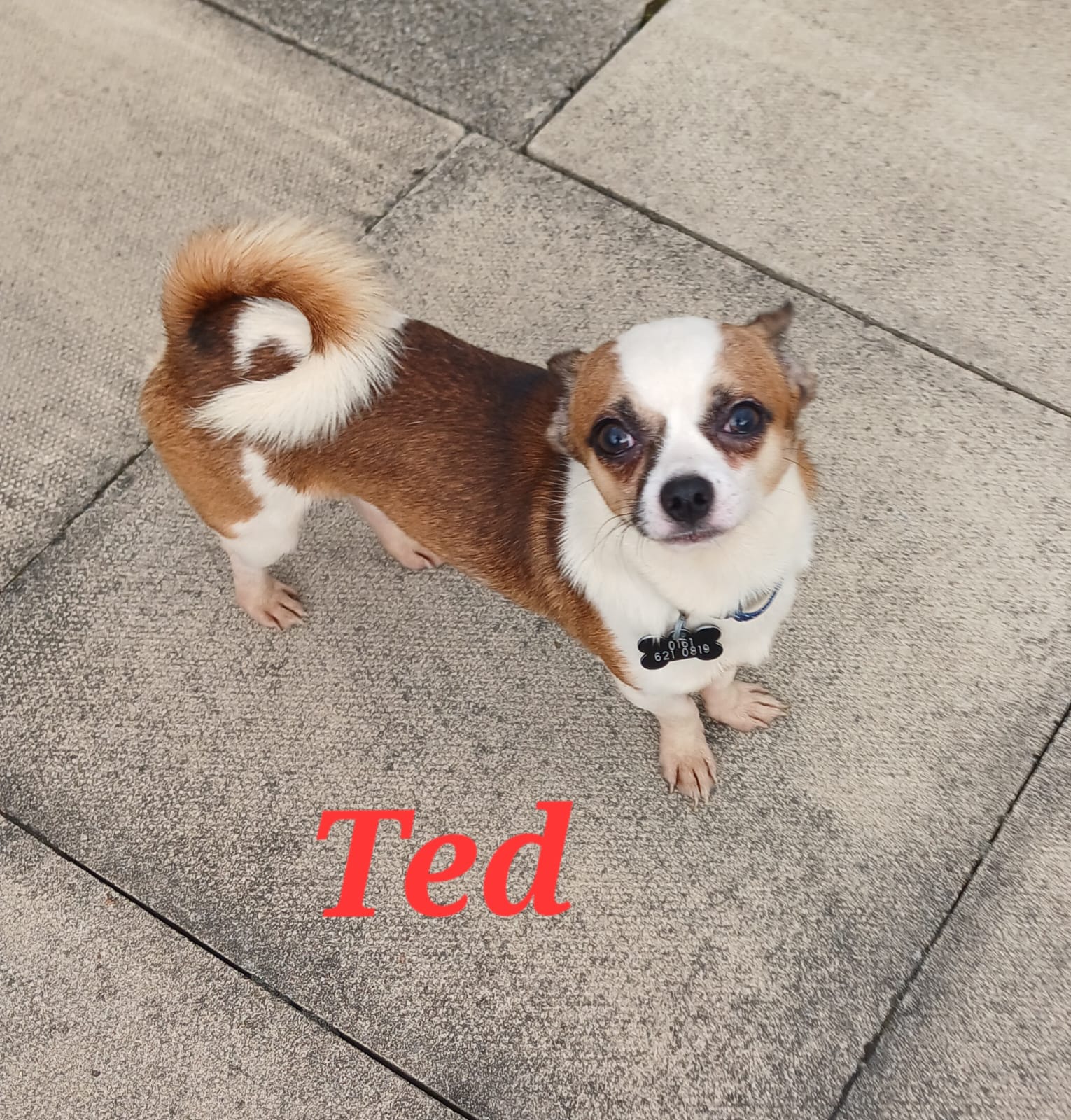 Adoptable dog at Pennine Pen Animal Rescue in Manchester, UK