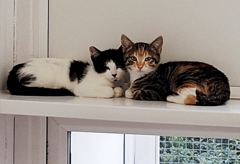 Adoptable cat at Pennine Pen Animal Rescue in Manchester, UK