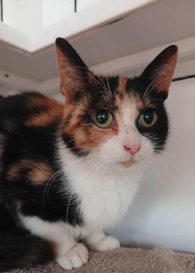 Adoptable cat at Pennine Pen Animal Rescue in Manchester, UK