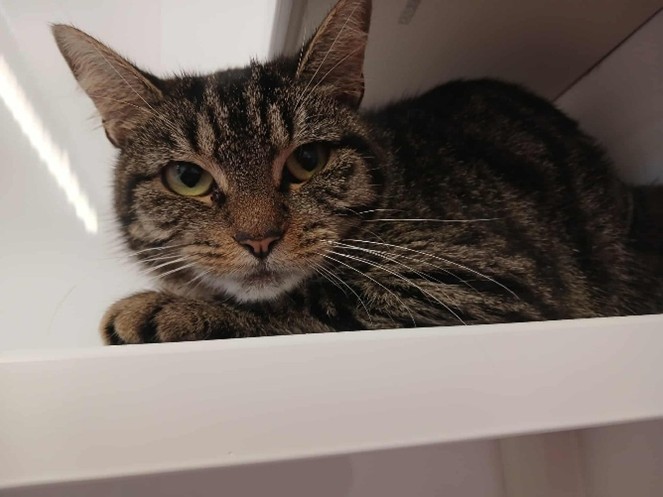 Adoptable cat at Pennine Pen Animal Rescue in Manchester, UK