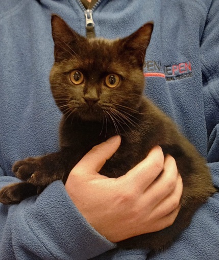 Adoptable cat at Pennine Pen Animal Rescue in Manchester, UK