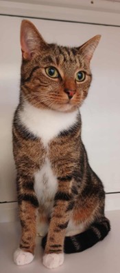 Adoptable cat at Pennine Pen Animal Rescue in Manchester, UK