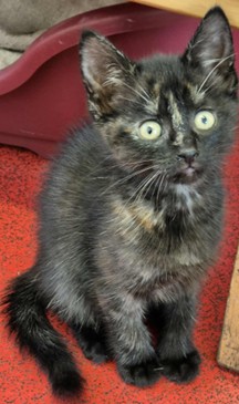Adoptable cat at Pennine Pen Animal Rescue in Manchester, UK