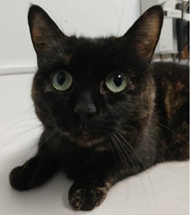 Adoptable cat at Pennine Pen Animal Rescue in Manchester, UK