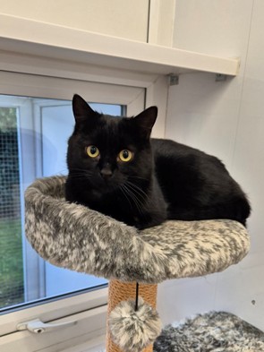 Adoptable cat at Pennine Pen Animal Rescue in Manchester, UK