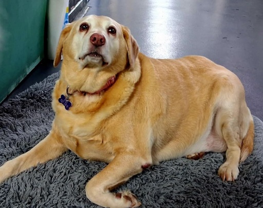 Adoptable dog at Pennine Pen Animal Rescue in Manchester, UK