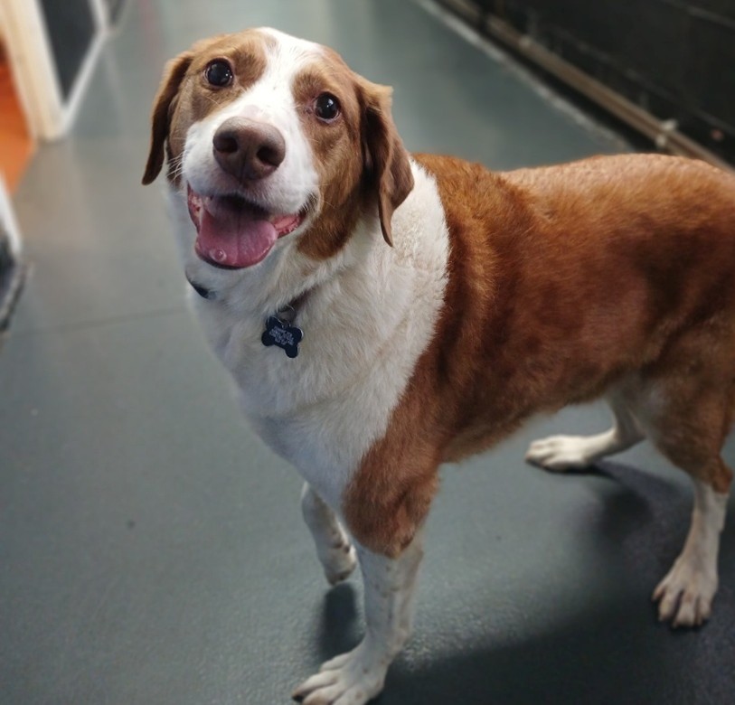 Adoptable dog at Pennine Pen Animal Rescue in Manchester, UK