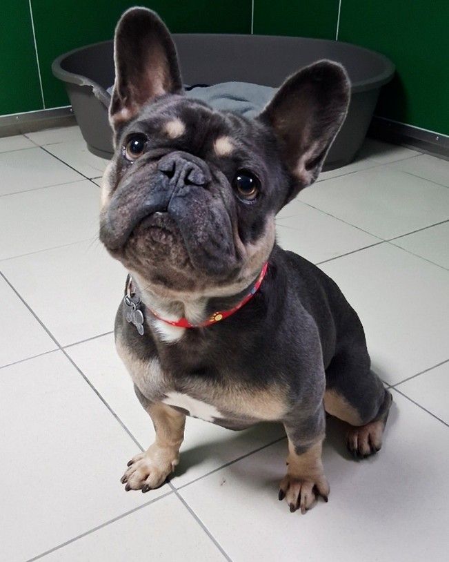 Adoptable dog at Pennine Pen Animal Rescue in Manchester, UK