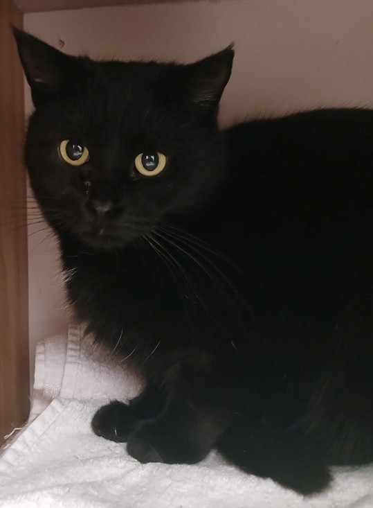 Adoptable cat at Pennine Pen Animal Rescue in Manchester, UK