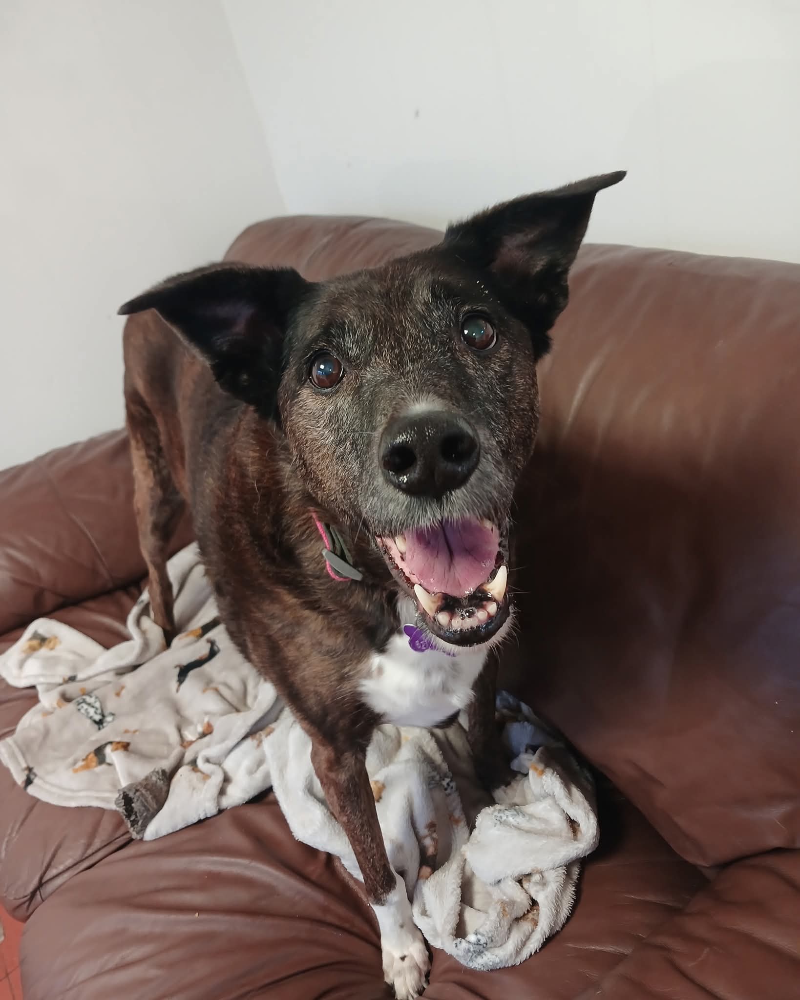 Adoptable dog at Pennine Pen Animal Rescue in Manchester, UK