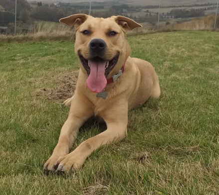 Adoptable dog at Pennine Pen Animal Rescue in Manchester, UK