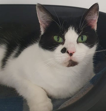 Adoptable cat at Pennine Pen Animal Rescue in Manchester, UK