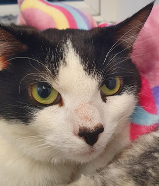 Adoptable cat at Pennine Pen Animal Rescue in Manchester, UK