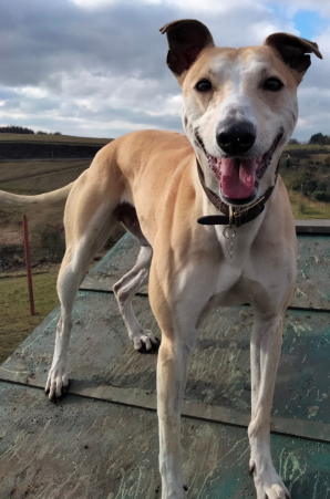 Adoptable dog at Pennine Pen Animal Rescue in Manchester, UK