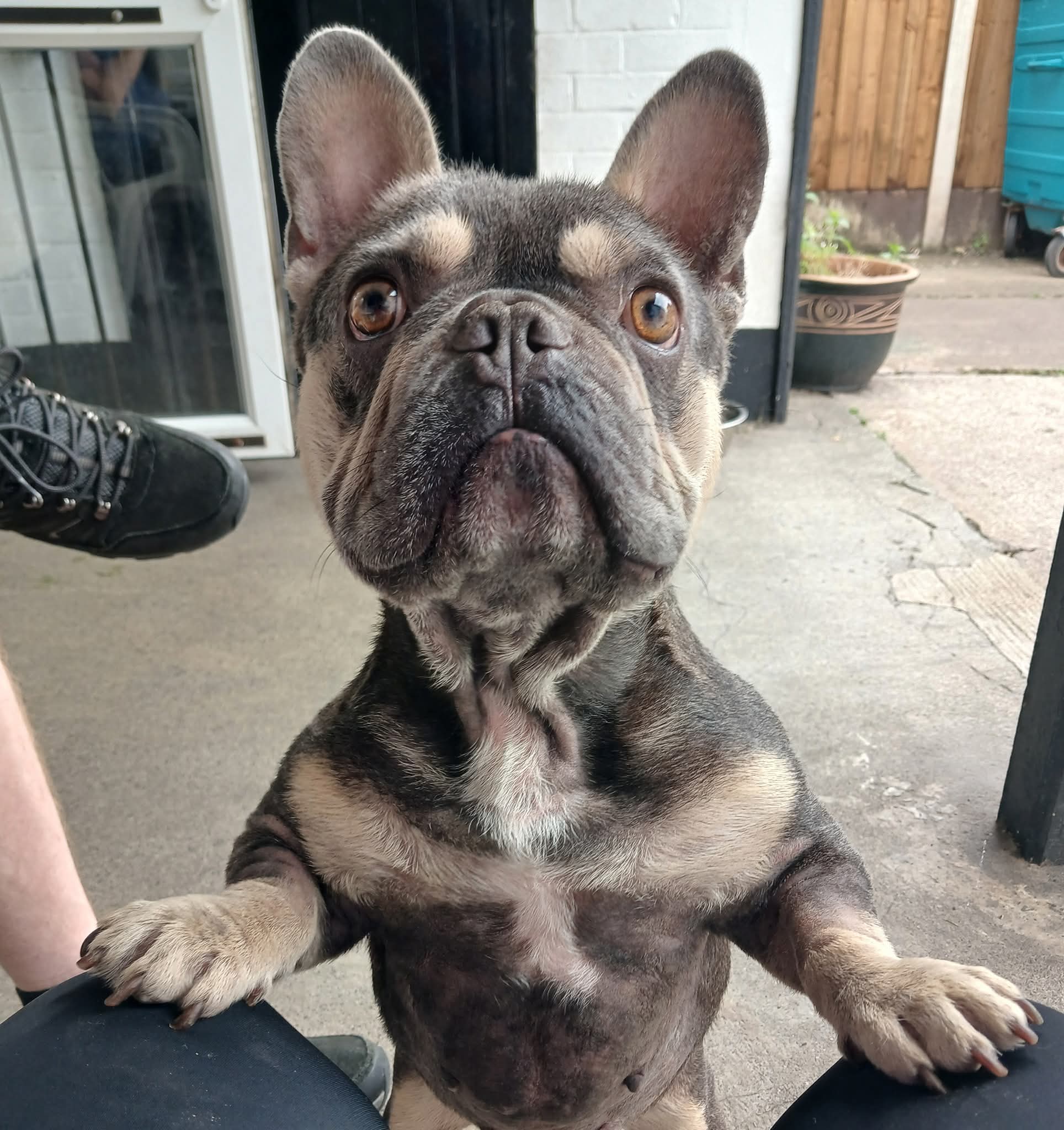 Adoptable dog at Pennine Pen Animal Rescue in Manchester, UK