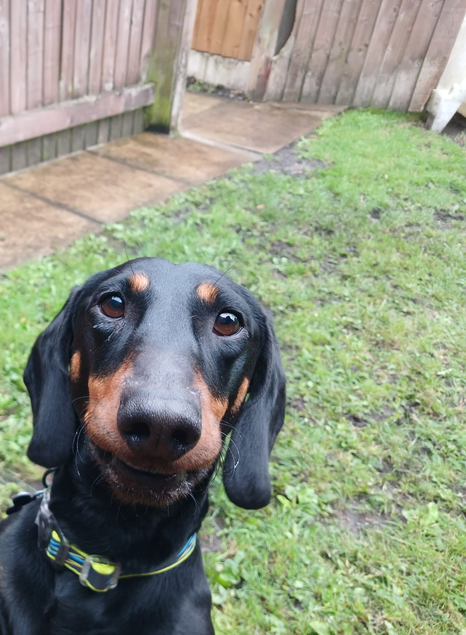 Adoptable dog at Pennine Pen Animal Rescue in Manchester, UK