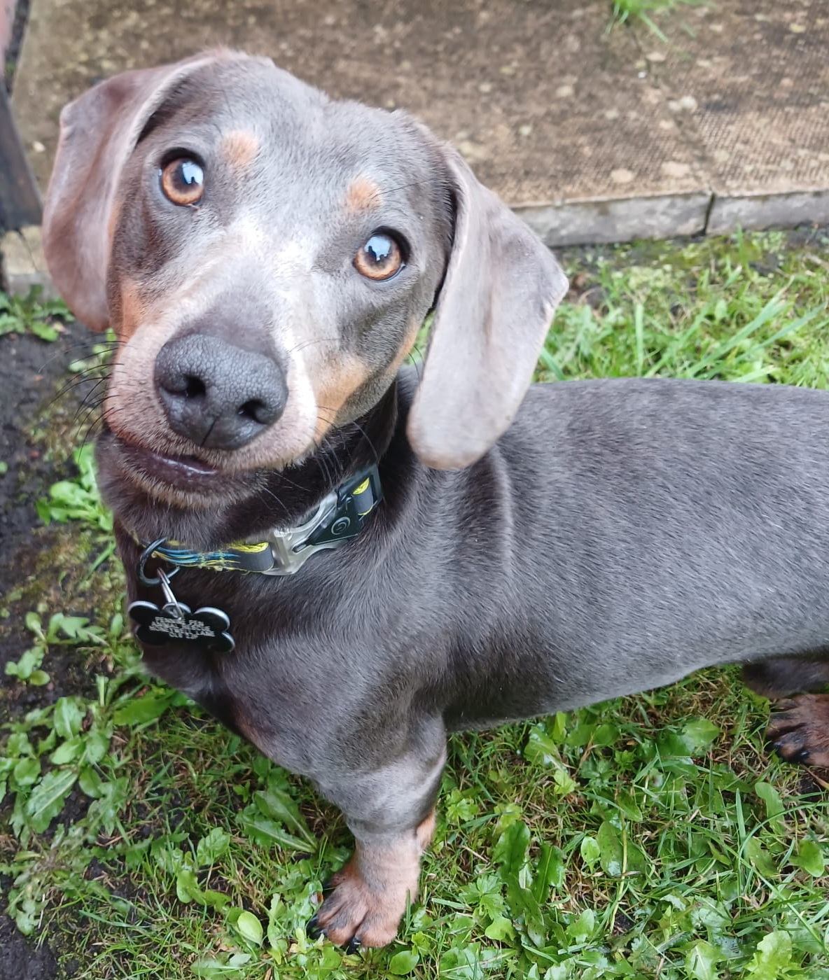 Adoptable dog at Pennine Pen Animal Rescue in Manchester, UK