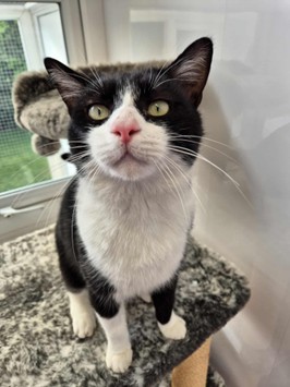 Adoptable cat at Pennine Pen Animal Rescue in Manchester, UK