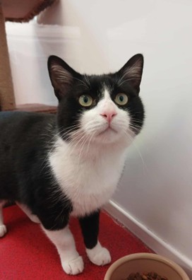 Adoptable cat at Pennine Pen Animal Rescue in Manchester, UK