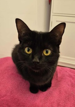 Adoptable cat at Pennine Pen Animal Rescue in Manchester, UK