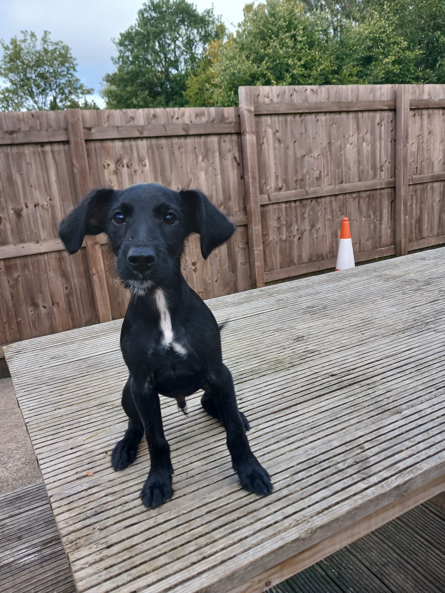 Adoptable dog at Pennine Pen Animal Rescue in Manchester, UK