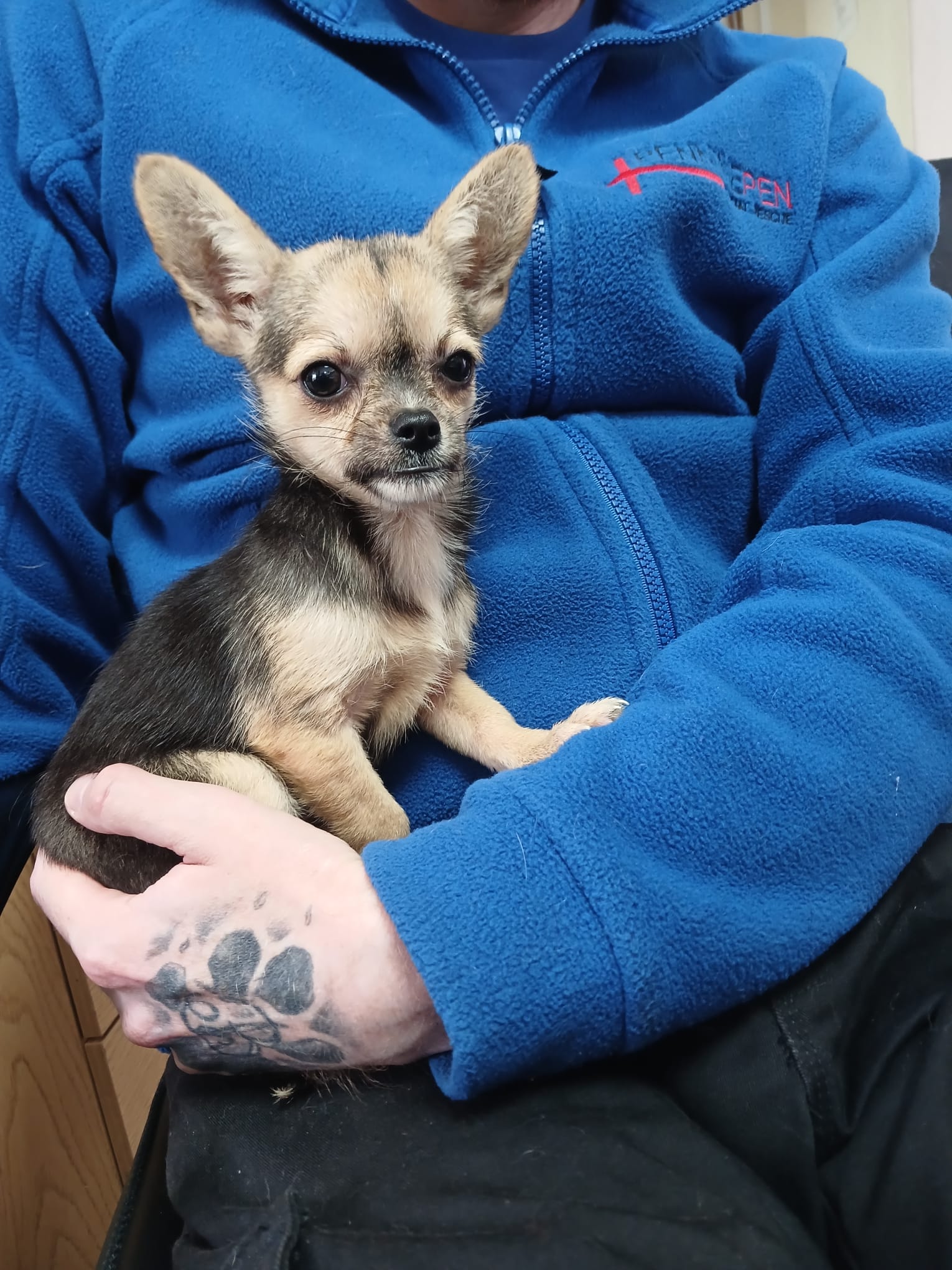 Adoptable dog at Pennine Pen Animal Rescue in Manchester, UK