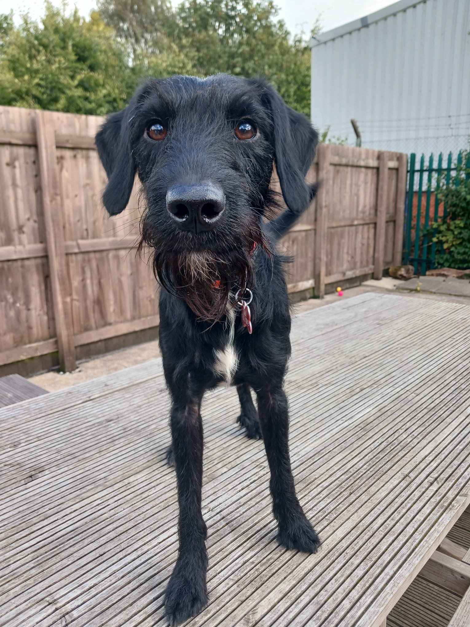 Adoptable dog at Pennine Pen Animal Rescue in Manchester, UK