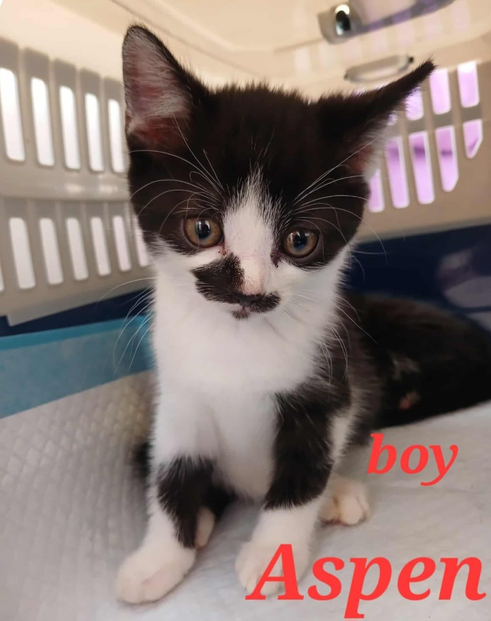 Adoptable cat at Pennine Pen Animal Rescue in Manchester, UK
