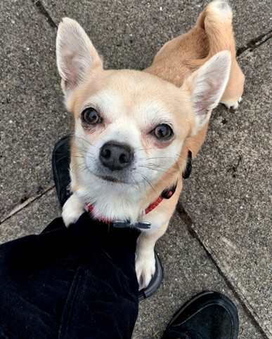 Adoptable dog at Pennine Pen Animal Rescue in Manchester, UK