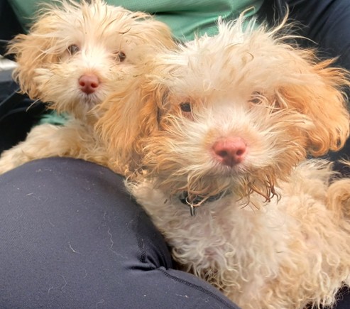 Adoptable dog at Pennine Pen Animal Rescue in Manchester, UK