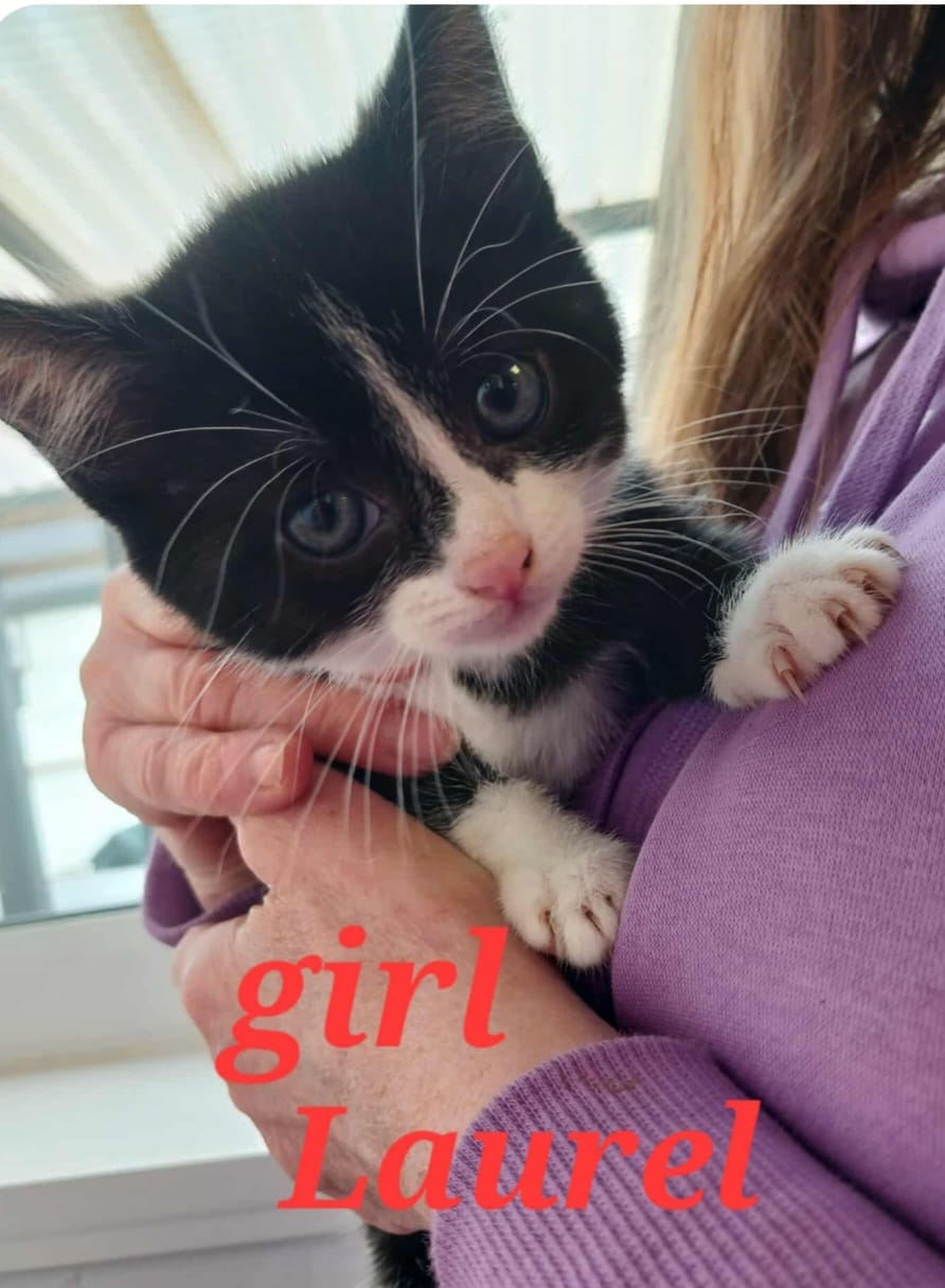 Adoptable cat at Pennine Pen Animal Rescue in Manchester, UK
