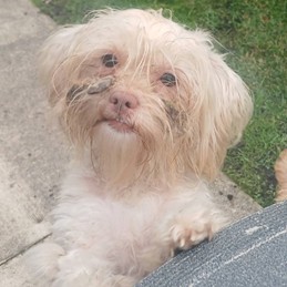 Adoptable dog at Pennine Pen Animal Rescue in Manchester, UK