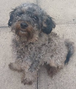 Adoptable dog at Pennine Pen Animal Rescue in Manchester, UK