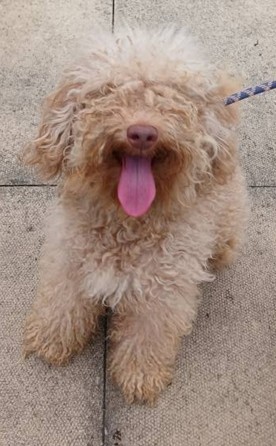Adoptable dog at Pennine Pen Animal Rescue in Manchester, UK