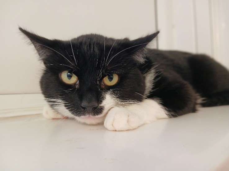 Adoptable cat at Pennine Pen Animal Rescue in Manchester, UK
