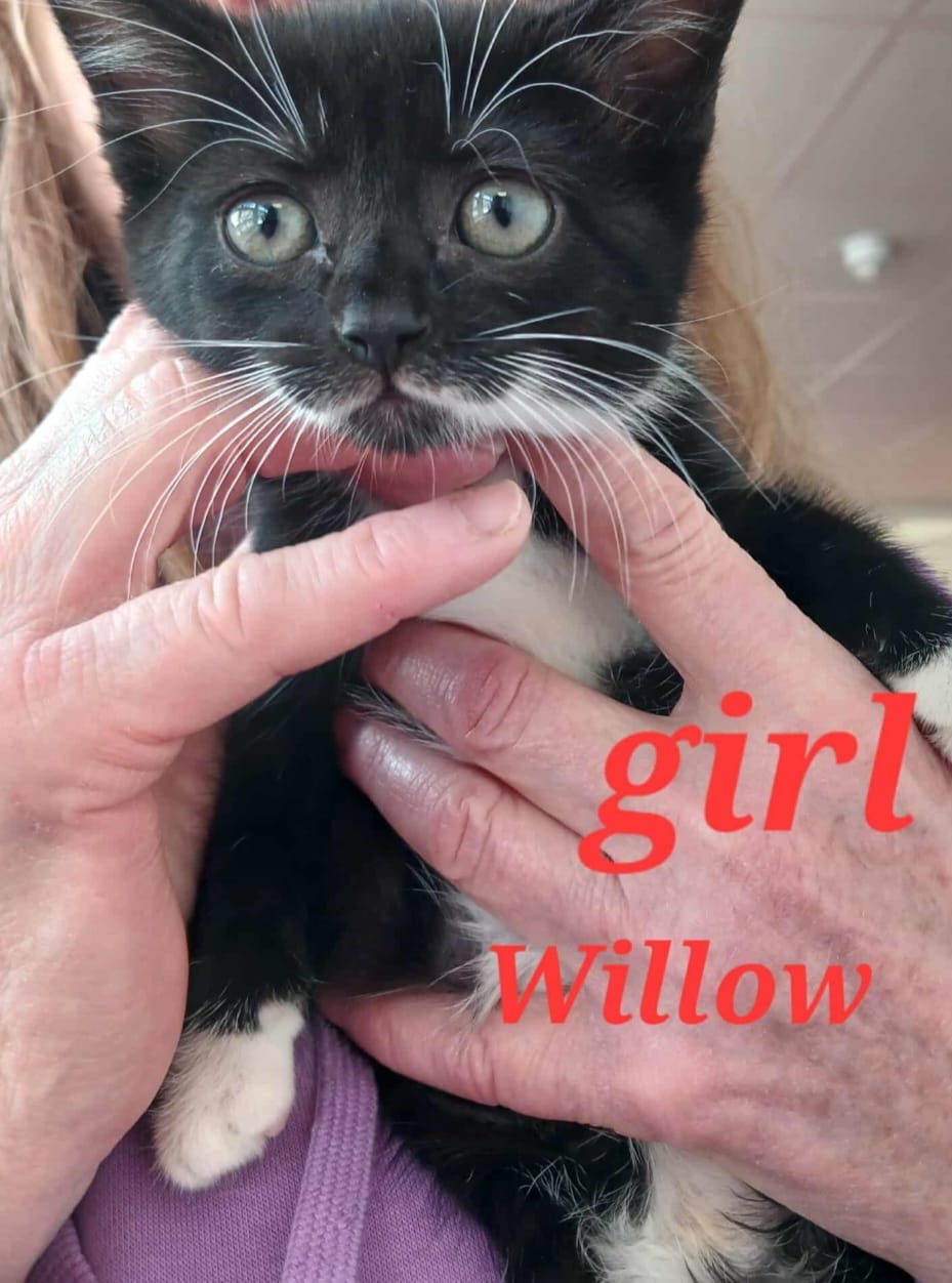Adoptable cat at Pennine Pen Animal Rescue in Manchester, UK