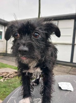 Adoptable dog at Pennine Pen Animal Rescue in Manchester, UK
