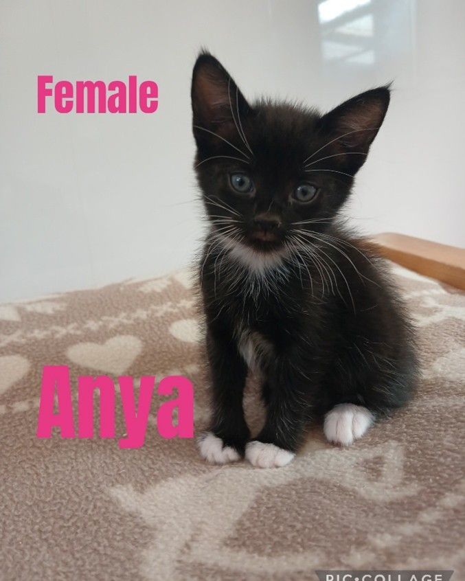 Adoptable cat at Pennine Pen Animal Rescue in Manchester, UK