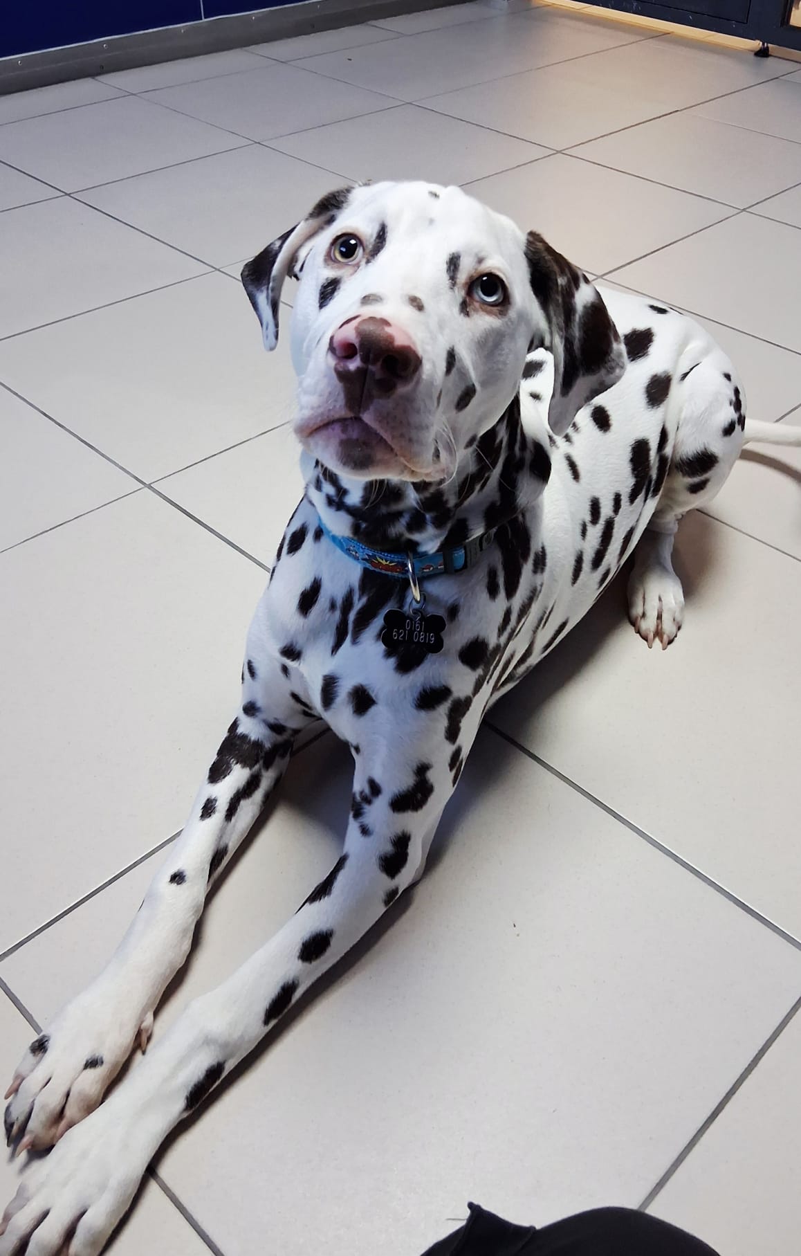 Adoptable dog at Pennine Pen Animal Rescue in Manchester, UK