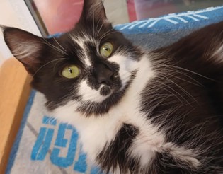 Adoptable cat at Pennine Pen Animal Rescue in Manchester, UK